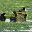 Foulques macroules sur la lagune de Nador